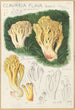 Clavaria flava - Hans Baldung — visning af kunstværket