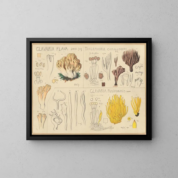 Clavaria gul, Thélephore koralloide, Clavaria fusiforme - Hans Baldung — indrammet kunstværk på væggen