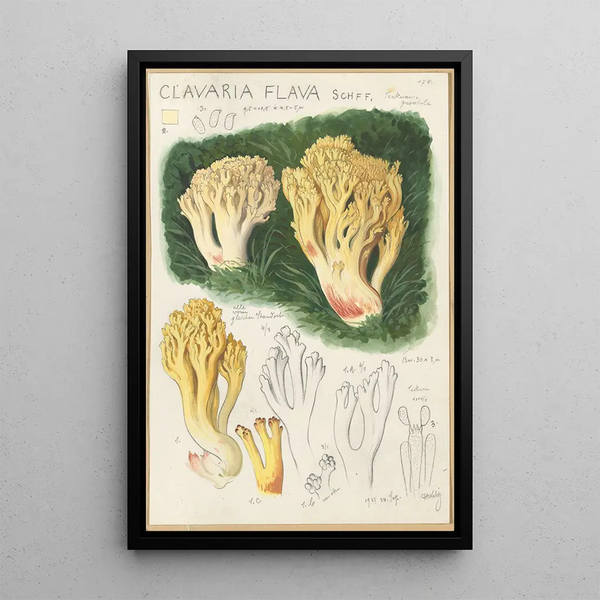 Clavaria flava - Hans Baldung — indrammet kunstværk på væggen