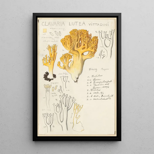 Clavaria lutea - Hans Baldung — indrammet kunstværk på væggen
