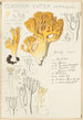 Clavaria lutea - Hans Baldung — visning af kunstværket
