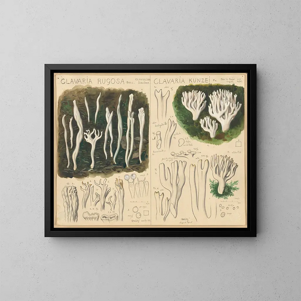 Clavaria rugosa og Clavaria kunzei - Hans Baldung — indrammet kunstværk på væggen