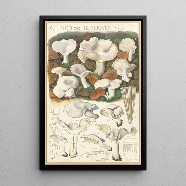 Clitocybe dealbata - Hans Baldung — indrammet kunstværk på væggen