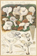 Clitocybe dealbata - Hans Baldung — visning af kunstværket