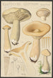 Clitocybe geotropa Bulliard - Hans Baldung — visning af kunstværket