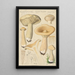 Clitocybe geotropa Bulliard - Hans Baldung — indrammet kunstværk på væggen