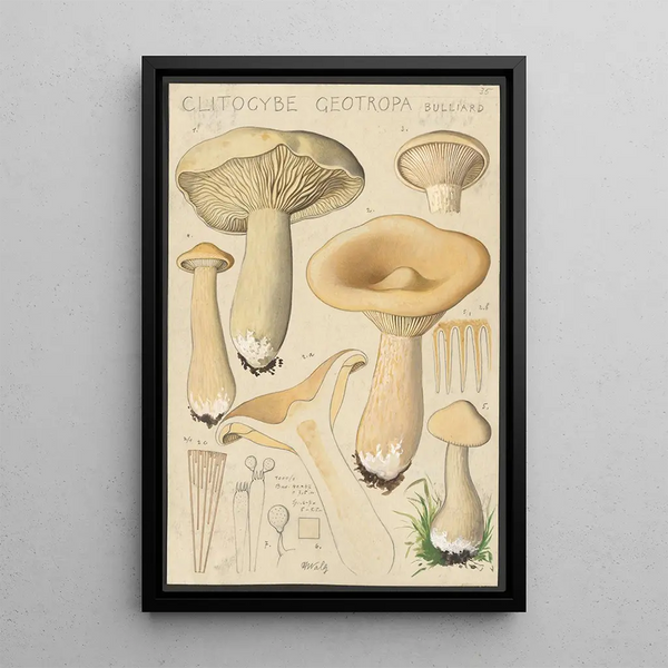 Clitocybe geotropa Bulliard - Hans Baldung — indrammet kunstværk på væggen