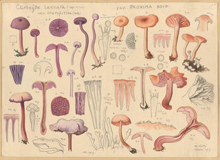 Hans Walty - Clitocybe laccara.webp
