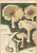 Clitocybe nébuleux - Hans Baldung — visning af kunstværket