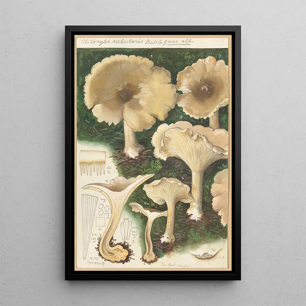 Clitocybe nébuleux - Hans Baldung — indrammet kunstværk på væggen