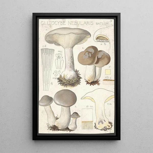 Clitocybe nébuleux Batsch 2 - Hans Baldung — indrammet kunstværk på væggen
