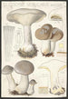 Clitocybe nébuleux Batsch 2 - Hans Baldung — visning af kunstværket