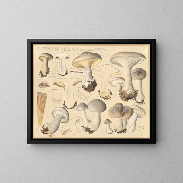 Clitocybe nébuleux - Hans Baldung — indrammet kunstværk på væggen