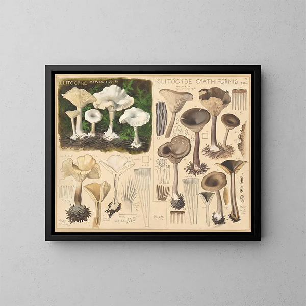 Clitocybe vibecina og Clitocybe cyathiformis - Hans Baldung — indrammet kunstværk på væggen