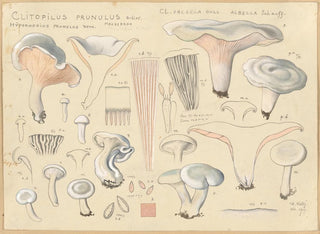 Clitopile prunule - Hans Baldung — visning af kunstværket