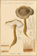 Collybie à long pied - Hans Baldung — visning af kunstværket