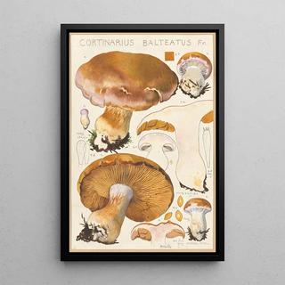 Hans Walty - Cortinarius Balteatus Fr.webp