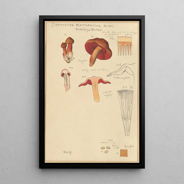 Dermocybe anthracina Fr - Hans Baldung — indrammet kunstværk på væggen