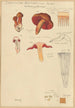 Dermocybe anthracina Fr - Hans Baldung — visning af kunstværket
