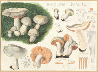 Entolome livide - Hans Baldung — visning af kunstværket