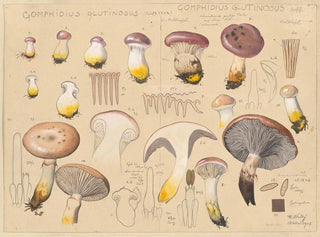 Gomphidius glutinosus - Hans Baldung — visning af kunstværket
