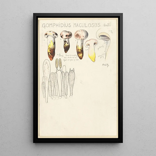 Hans Walty - Gomphidius maculosus.webp