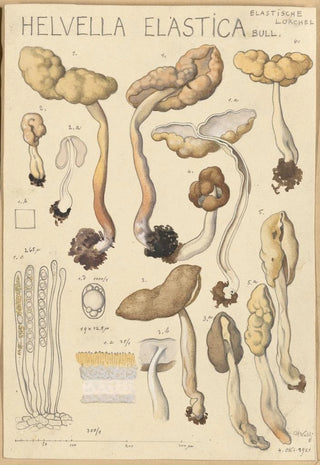 Hans Walty - Helvella elastica.webp