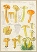 Hygrocybe obrussea Fries - Hans Baldung — visning af kunstværket