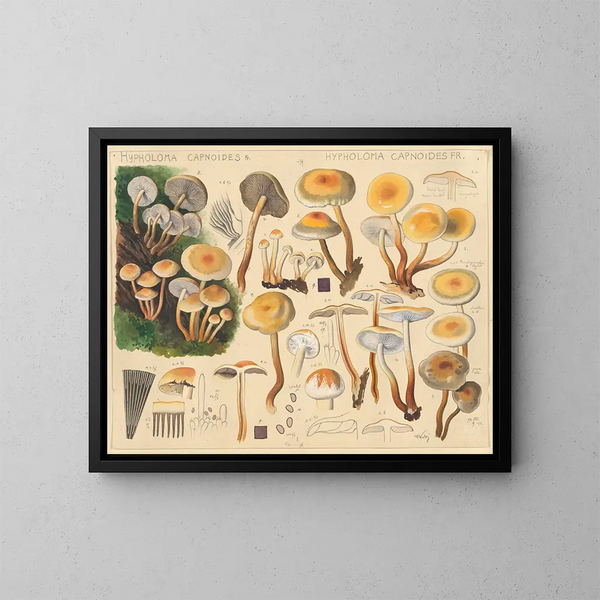 Hypholoma capnoides - Hans Baldung — indrammet kunstværk på væggen