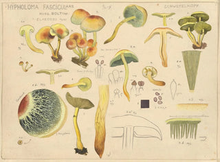 Hypholoma fasciculare - Hans Baldung — visning af kunstværket