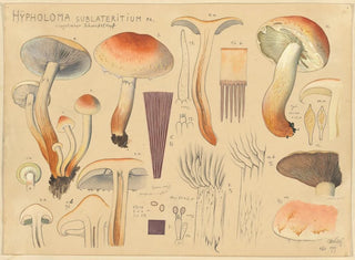 Hypholoma sublateritium - Hans Baldung — visning af kunstværket