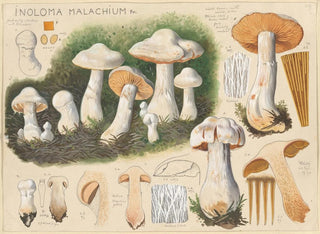Inoloma malachium maleri - Hans Baldung — visning af kunstværket