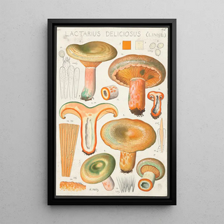 Hans Walty - Lactarius deliciosus Linn.webp