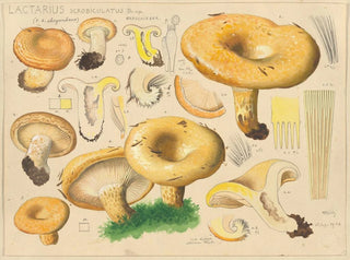 Hans Walty - Lactarius scrobiculatus Scop.webp