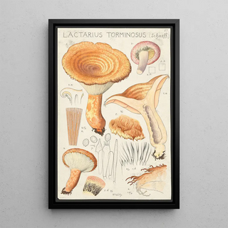 Hans Walty - Lactarius torminosus Schaeff.webp