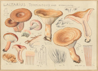 Lactaire torminosus - Hans Baldung — visning af kunstværket