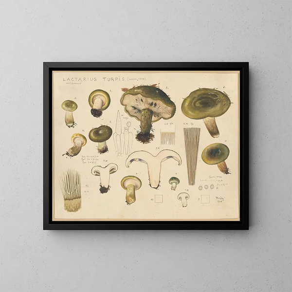 Lactaire turpide - Hans Baldung — indrammet kunstværk på væggen