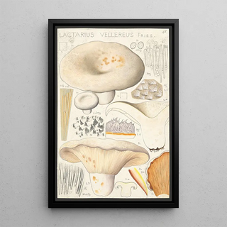 Hans Walty - Lactarius vellereus Fries.webp