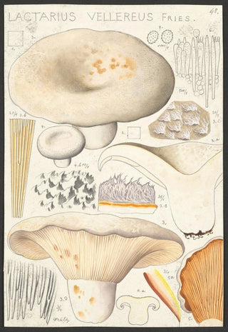 Hans Walty - Lactarius vellereus Fries.webp