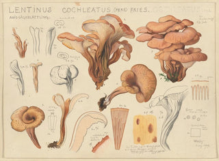 Hans Walty - Lentinus cochleatus Pers Fries.webp
