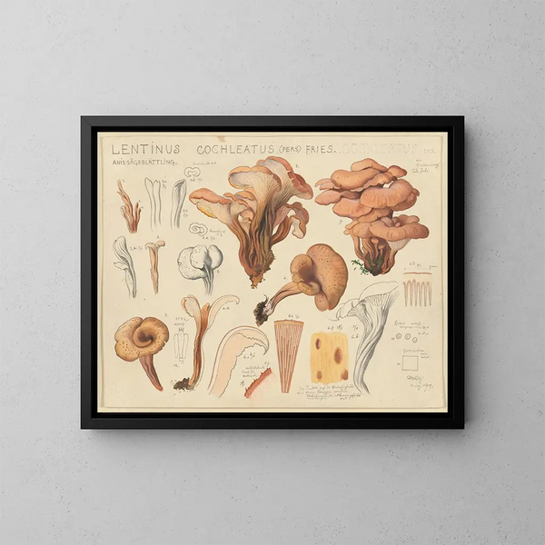 Lentinus cochleatus - Hans Baldung — indrammet kunstværk på væggen