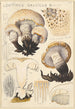Lentinus gallicus - Hans Baldung — visning af kunstværket