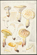 Lentinus lépide Fr Lentinus squamosus Schff lépide - Hans Baldung — visning af kunstværket