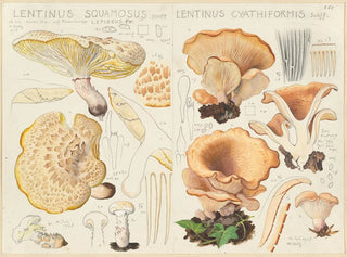 Hans Walty - Lentinus squamosus Lentinus cyathiformis.webp