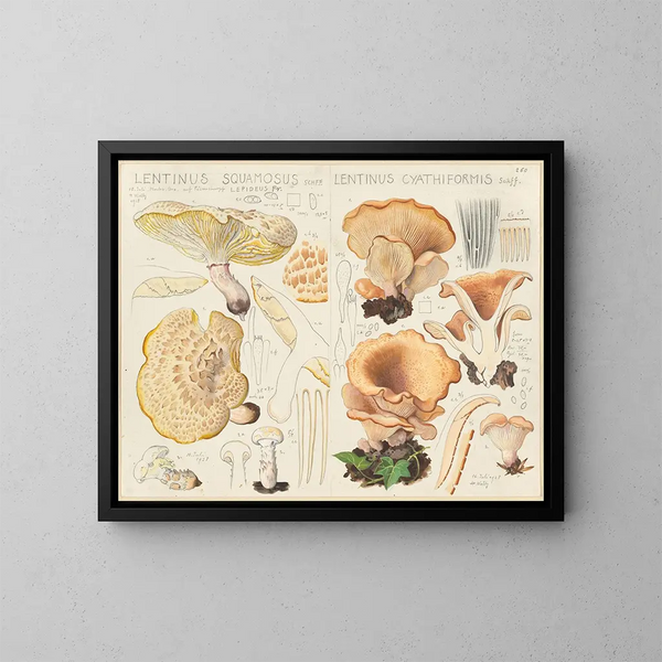 Lentinus squamosus og Lentinus cyathiformis - Hans Baldung — indrammet kunstværk på væggen