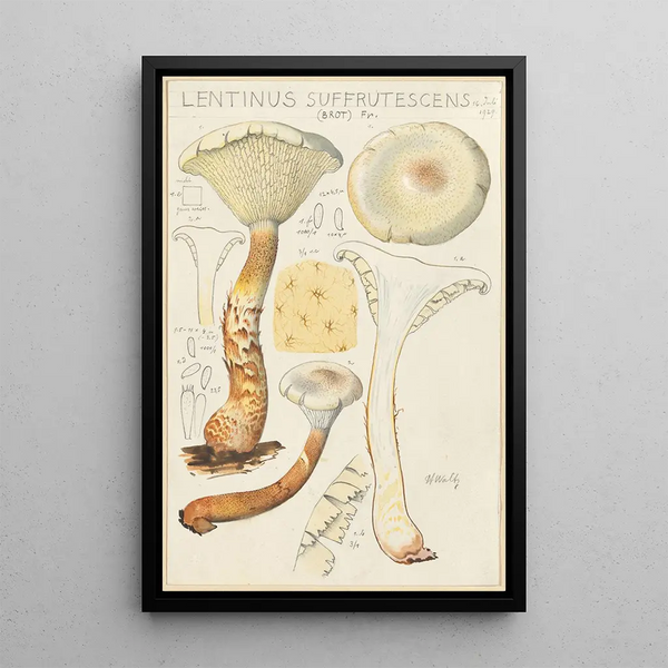 Lentinus suffrutescens - Hans Baldung — indrammet kunstværk på væggen