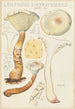 Lentinus suffrutescens - Hans Baldung — visning af kunstværket