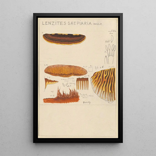 Hans Walty - Lenzites saepiaria.webp