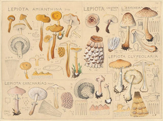 Lépiote amianthine Lépiote cristatée - Hans Baldung — visning af kunstværket