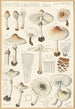 Lepiota cristata - Hans Baldung — visning af kunstværket